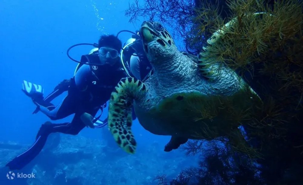 Scuba diver swimming with turtle