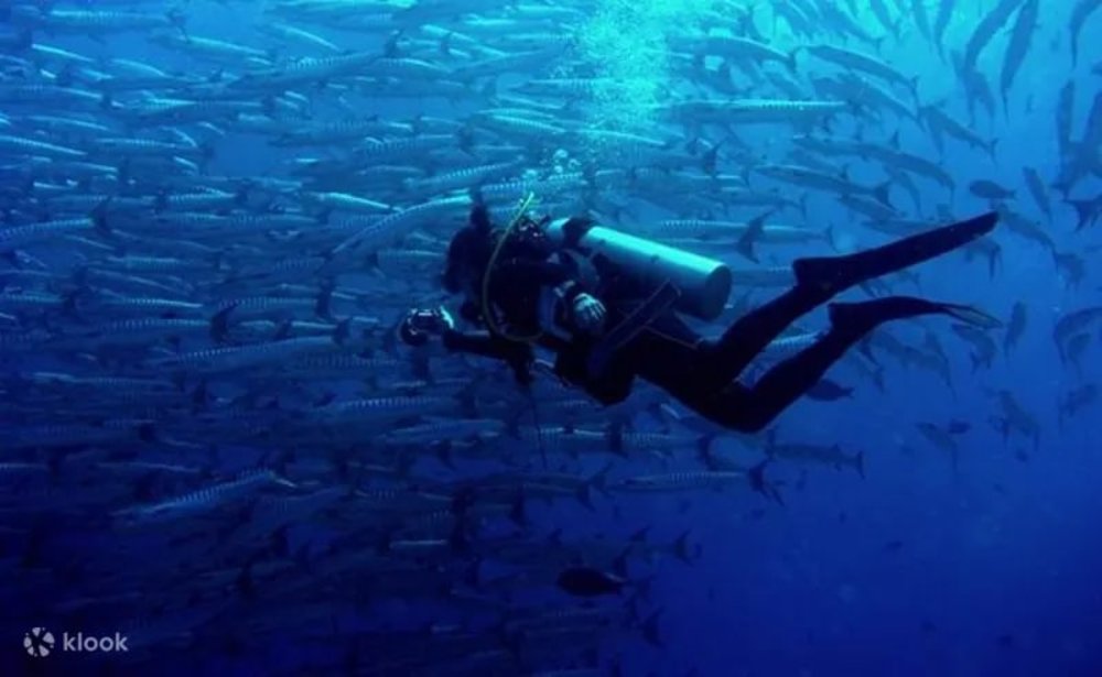 Diver swimming with fishes