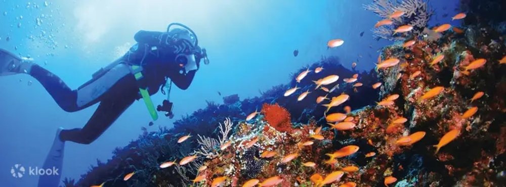 Diver with colorful fishes and corals