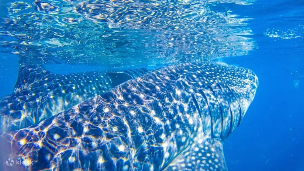 Whale shark in the water