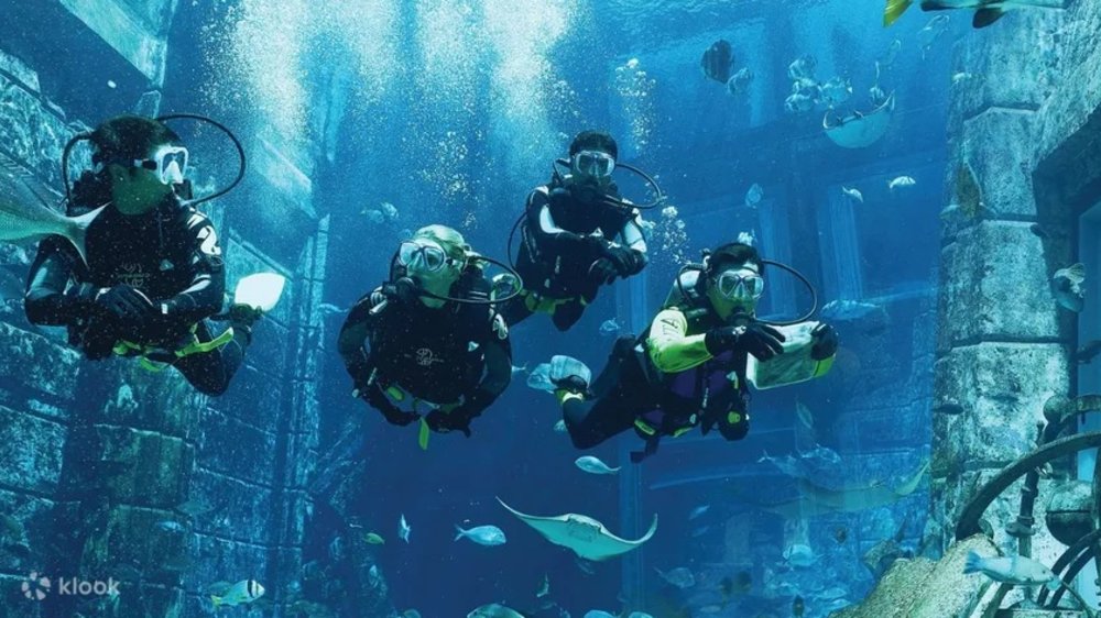 Divers swimming with the fish
