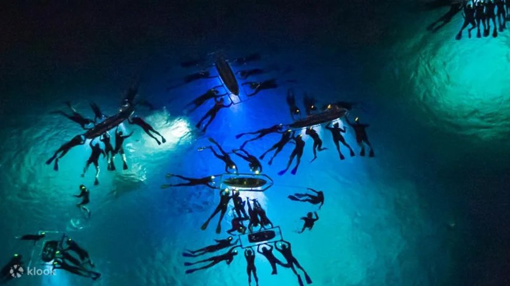 Divers looking at the big manta ray