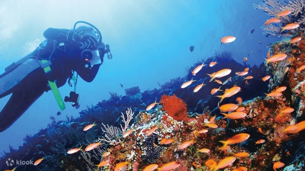 Diver swimming with the corals and fishes