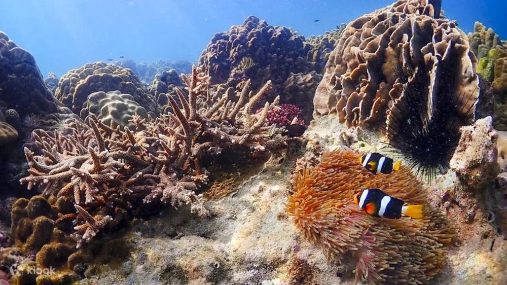 Girl swimming with the colorful fish