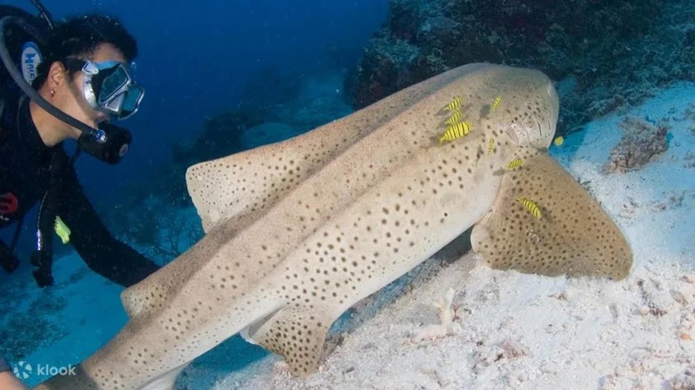 Guy swimming with fish