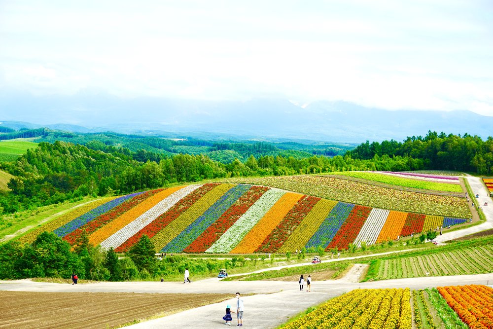 Flower farm in Hokkaido