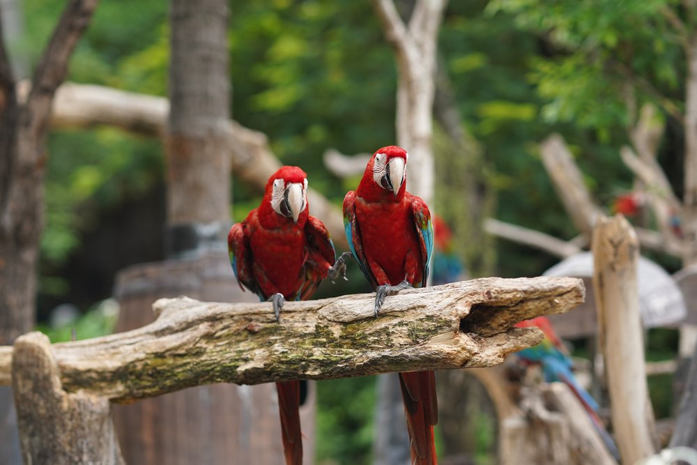 Two parrots on a branch