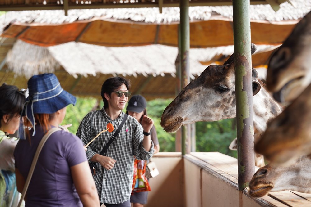 People feeding giraffes