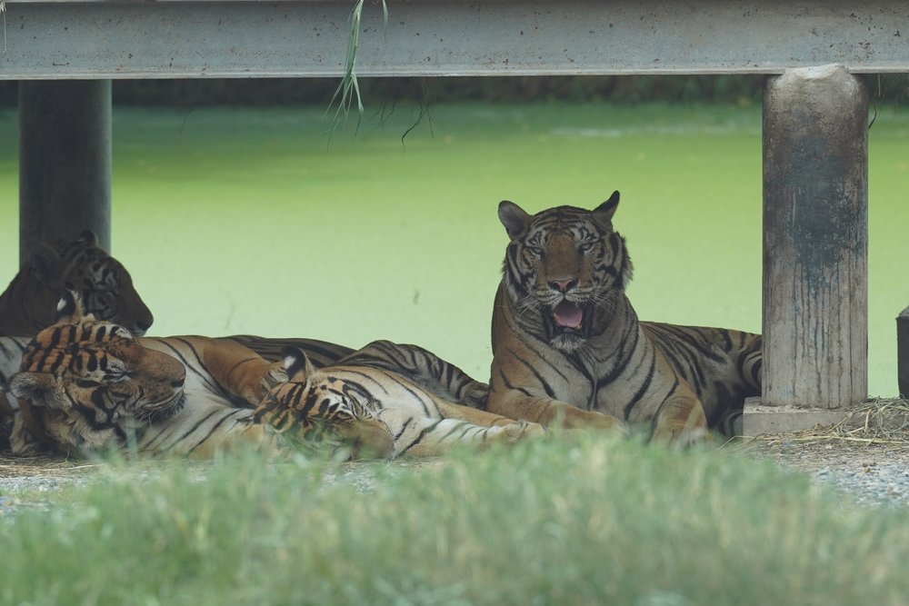 Tigers laying down