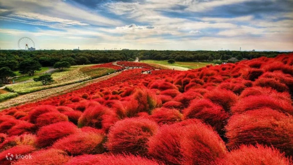 hitachi seaside park autumn