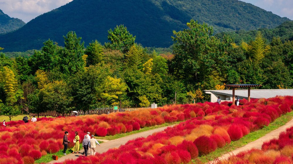Stroll around the luscious greeneries! Credits to Tantan Wiguna on Unsplash