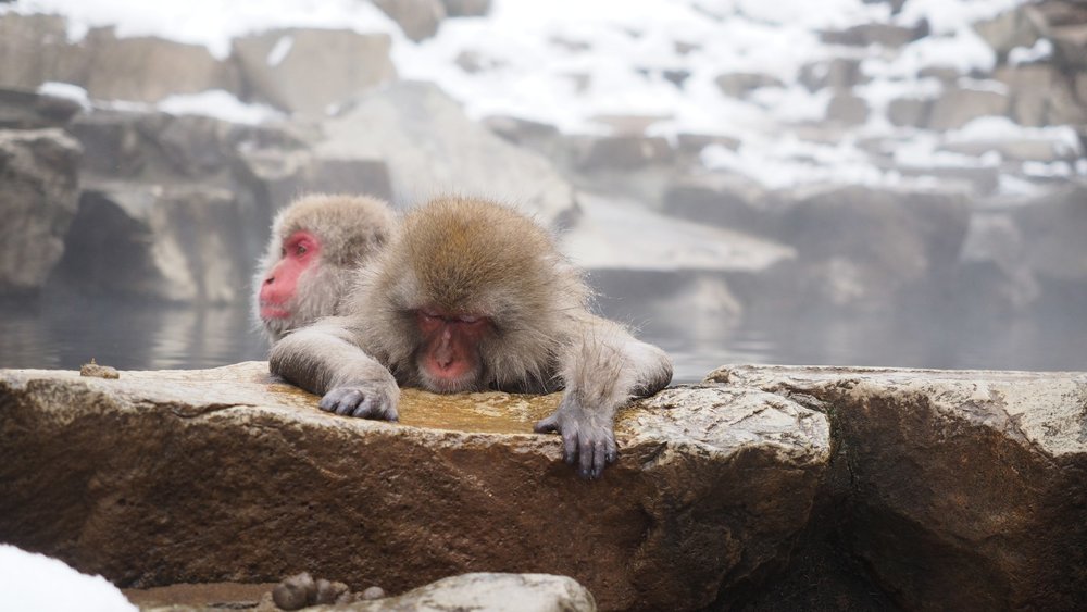 See adorable monkeys around Nagano. Credits to Shino on Unsplash