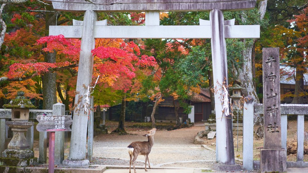Kyoto and Osaka 1-Week Itinerary: 7 Days of Cultural Wonders and Urban ...