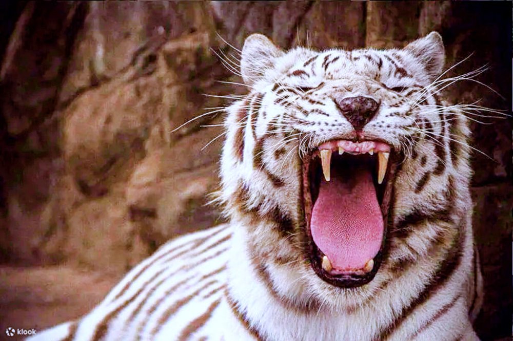 things to do in khao yai