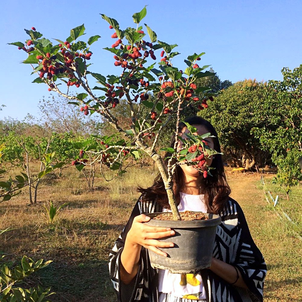 things to do in khao yai