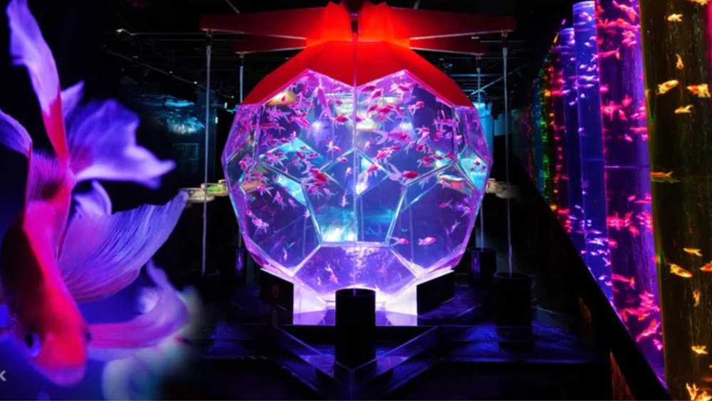 Get lost in the spell of Art Aquarium.