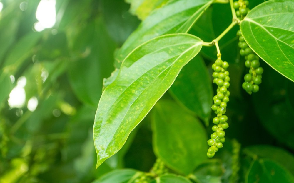 Vườn Tiêu Huỳnh Thy Phú Quốc