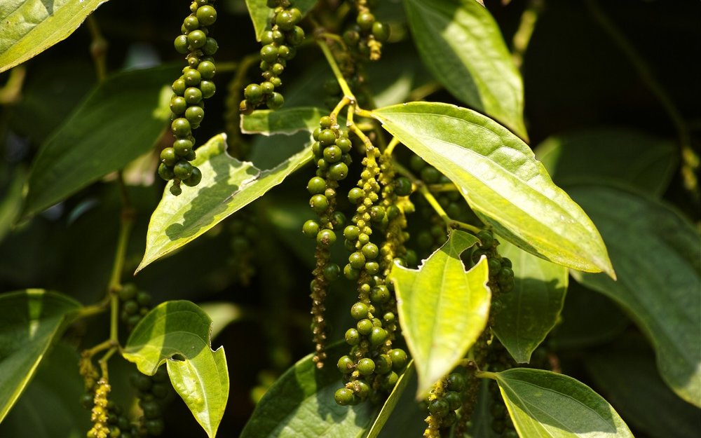 Vườn Tiêu Đức Thạnh Phú Quốc