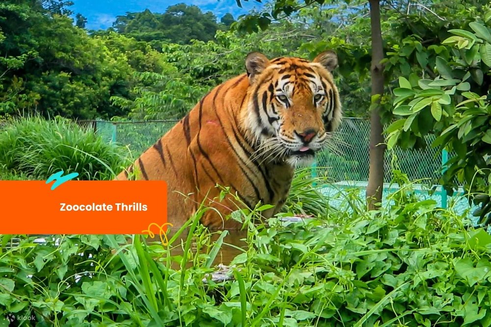 Tiger looking at the camera