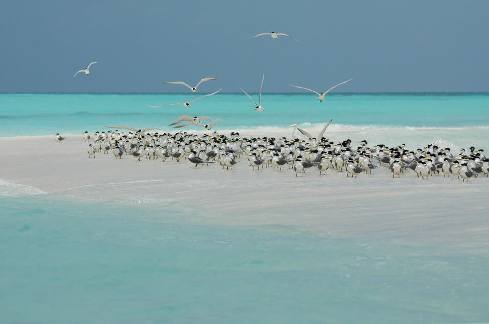 Dive site- Tubbataha Reefs Natural Park (Philippines)