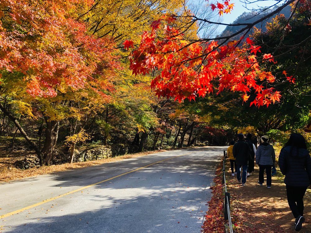 People walking while surrounded by red and orange trees