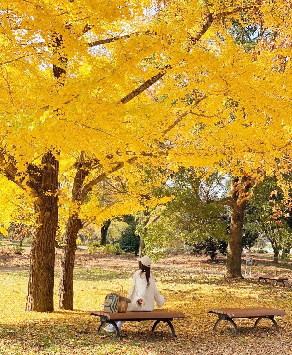 國營昭和紀念公園