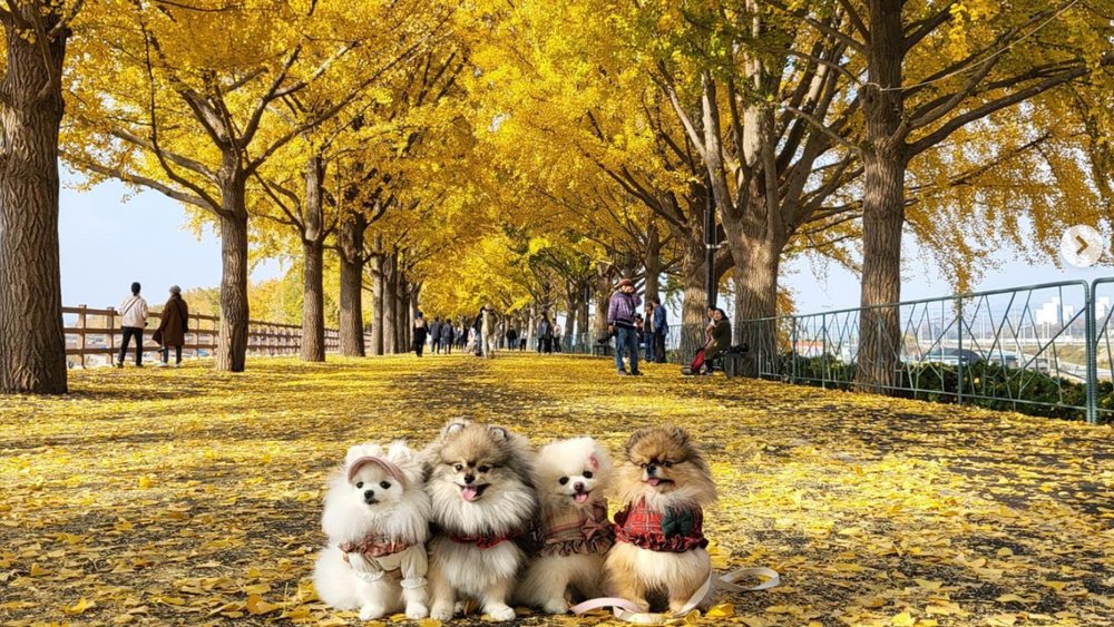 Asan Gingko Tree Road