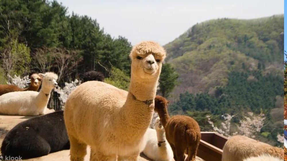 Alpaca World 