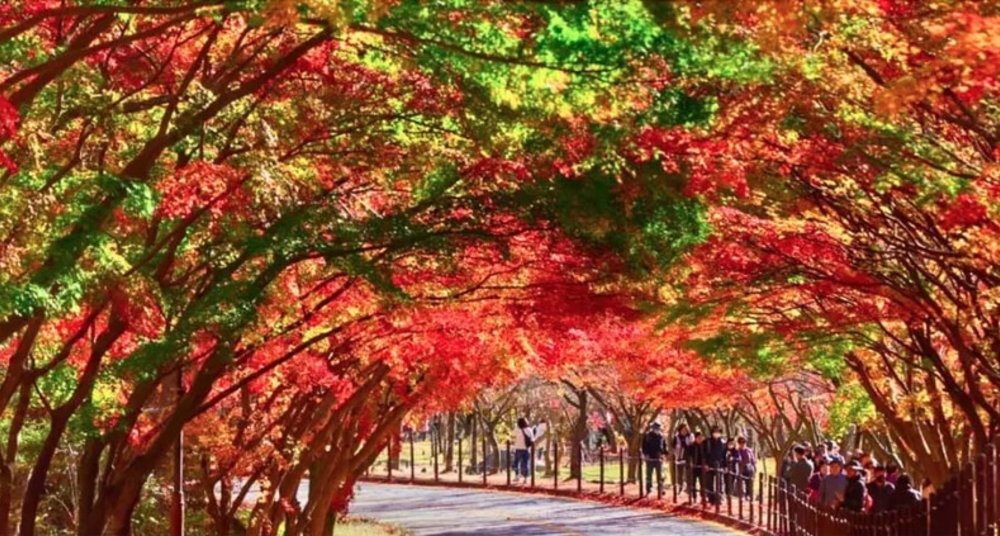 Naejangsan National Park