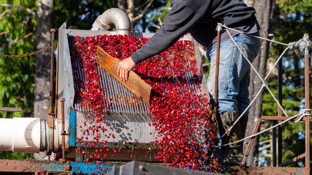 Cranberry Harvest