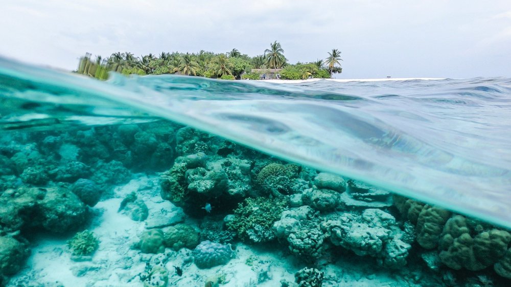 It's an Underwater Wonderland