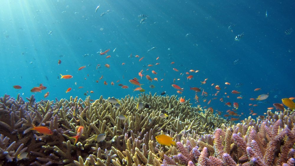 Dive Deep, Discover More