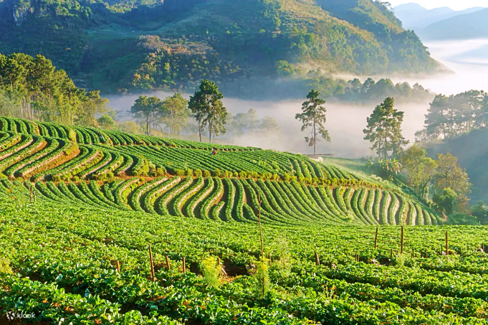 things to do in chiang mai