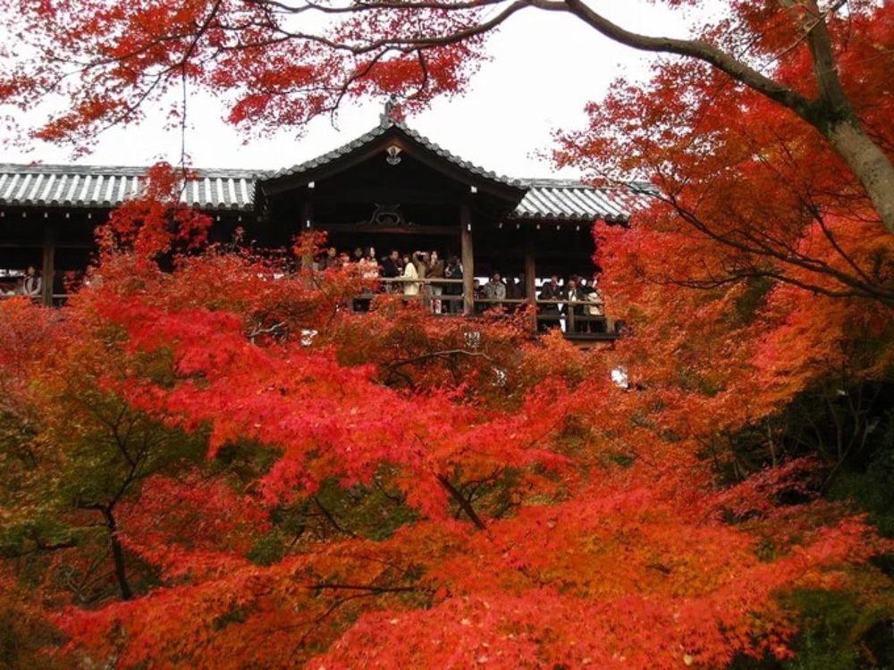 japan autumn tokufuji