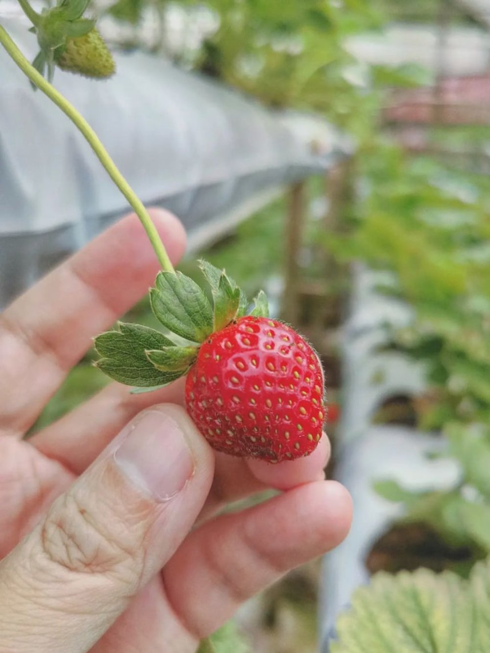 things to do in genting