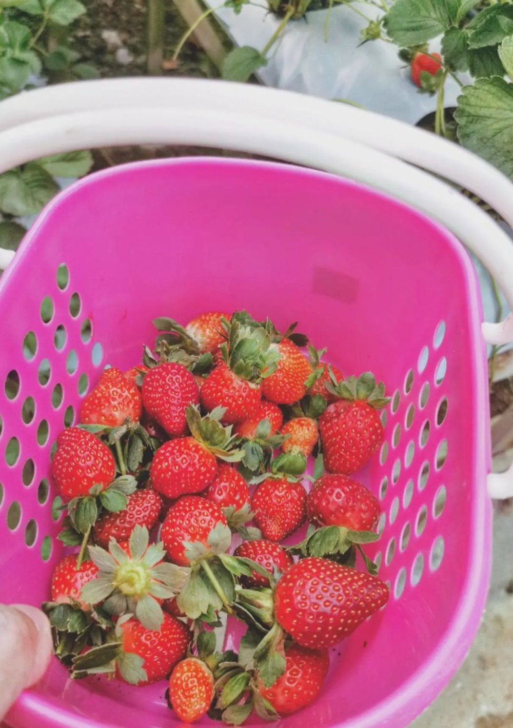 things to do in genting