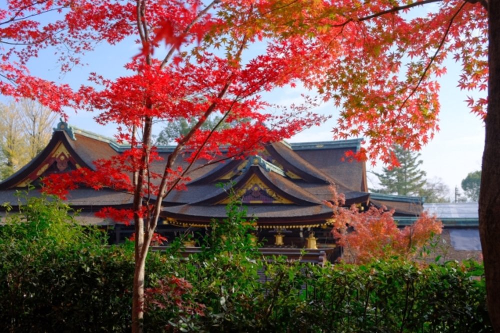 京都 北野天満宮 紅葉