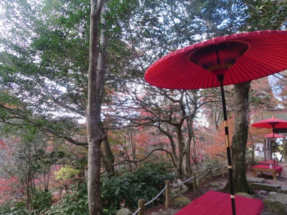 兵庫 瑞宝寺公園 もみじ茶屋