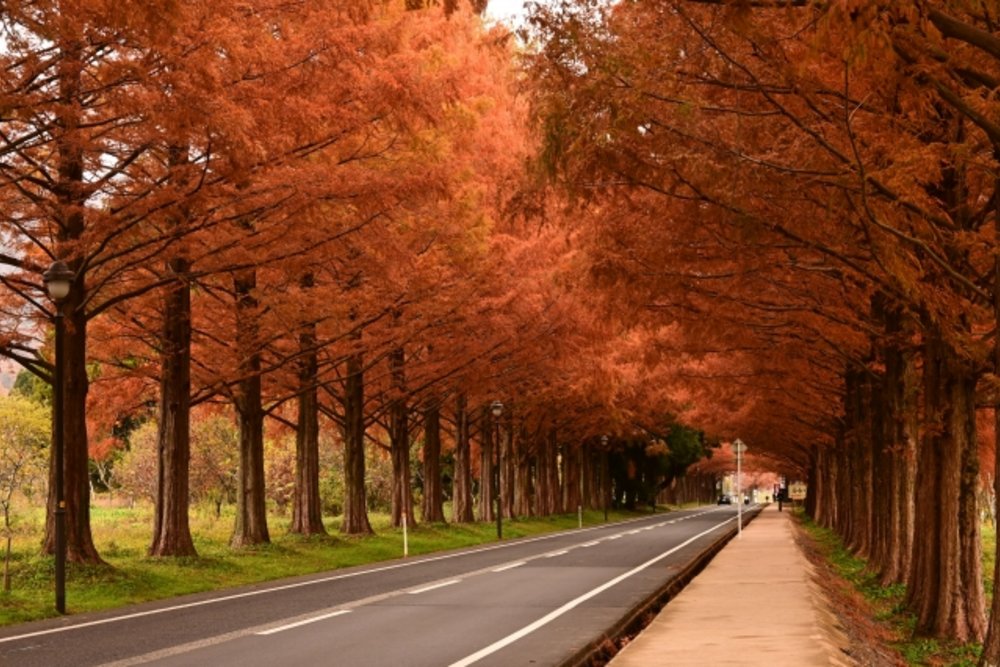 滋賀 メタセコイア並木