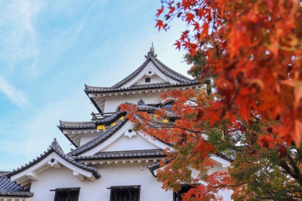 滋賀 彦根城 紅葉