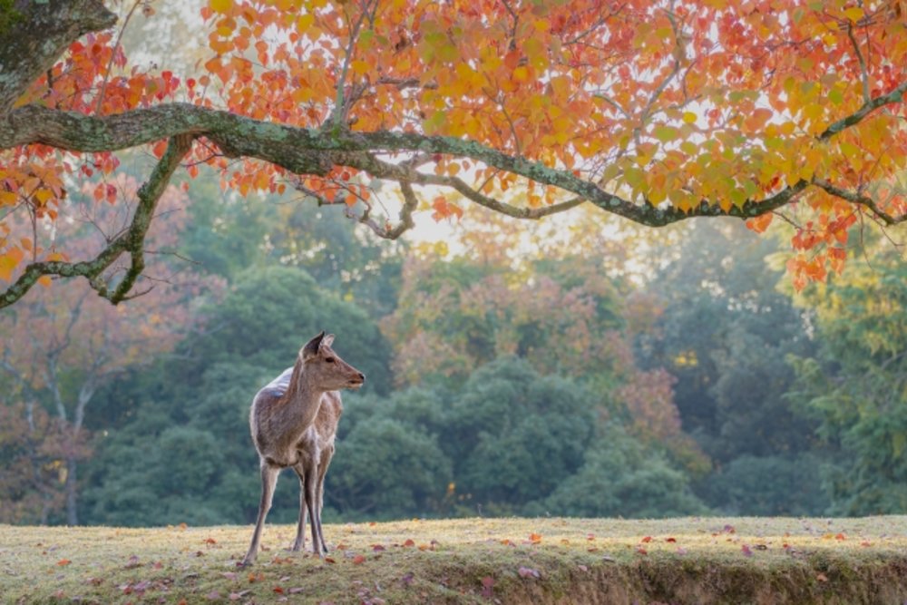 奈良公園 鹿と紅葉