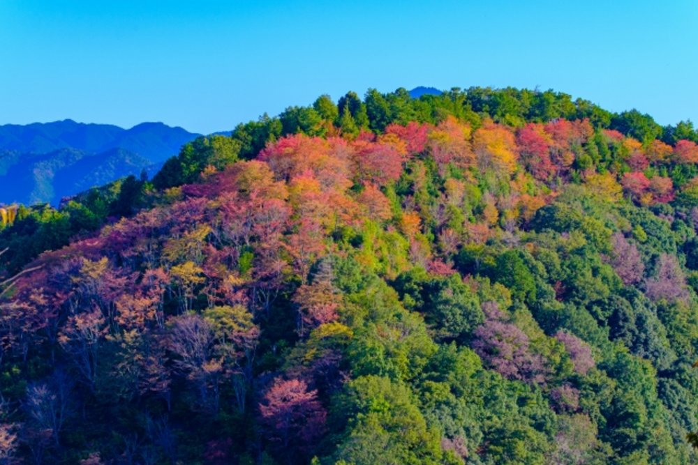 奈良 吉野山 紅葉