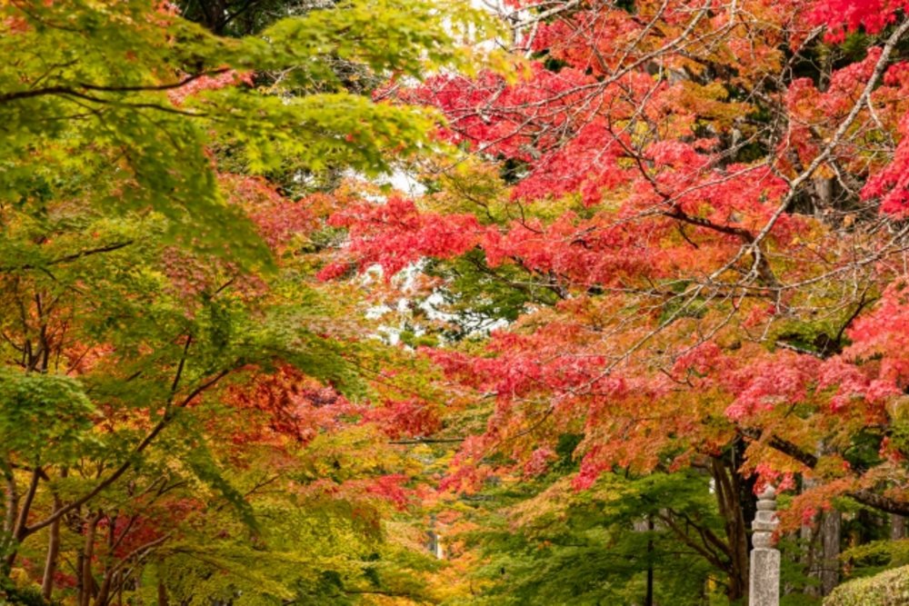 和歌山 高野山 蛇腹路の紅葉