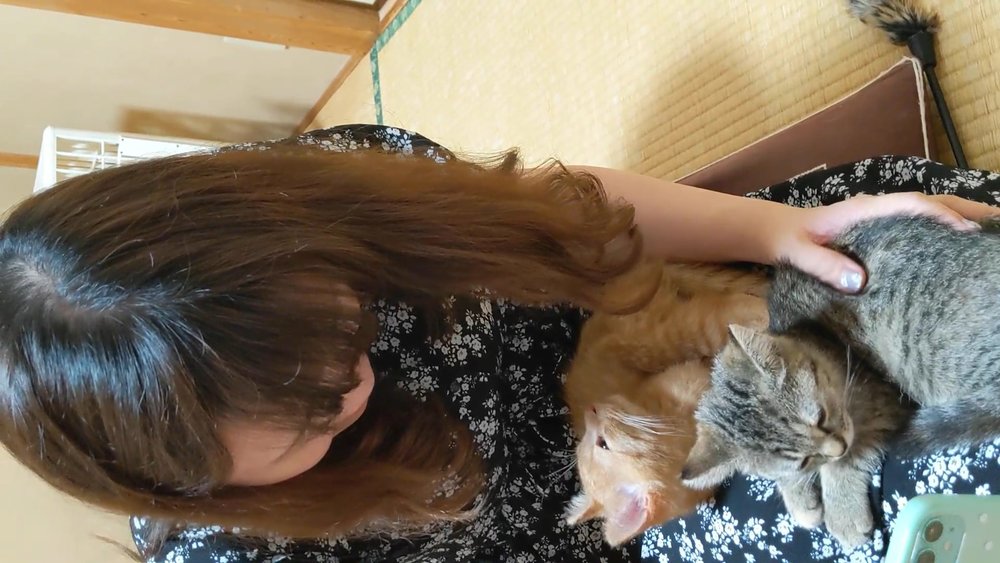 [hk] joykreator haruru