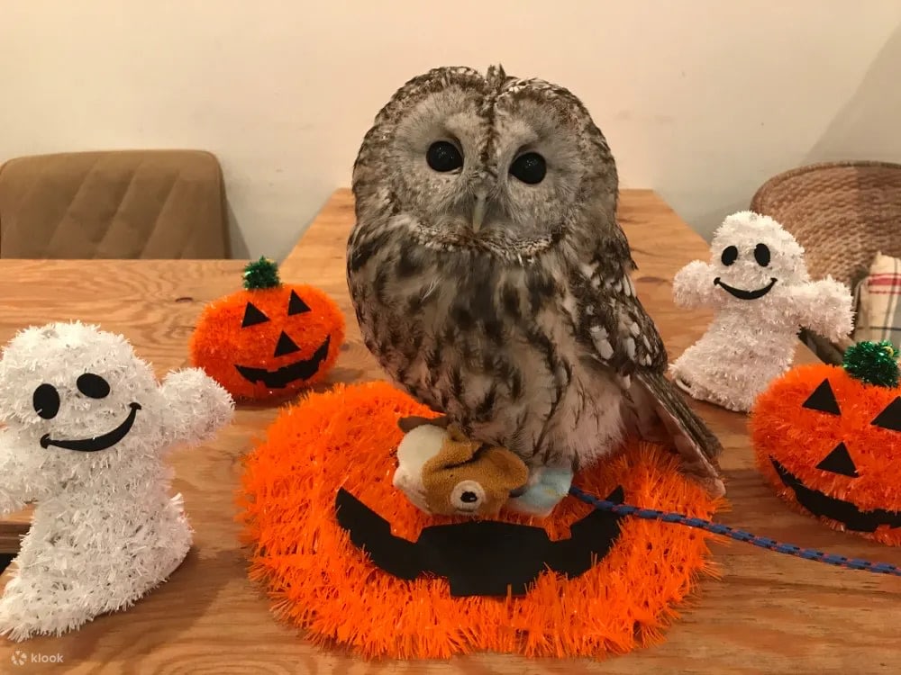 Owl standing in an orange cloth
