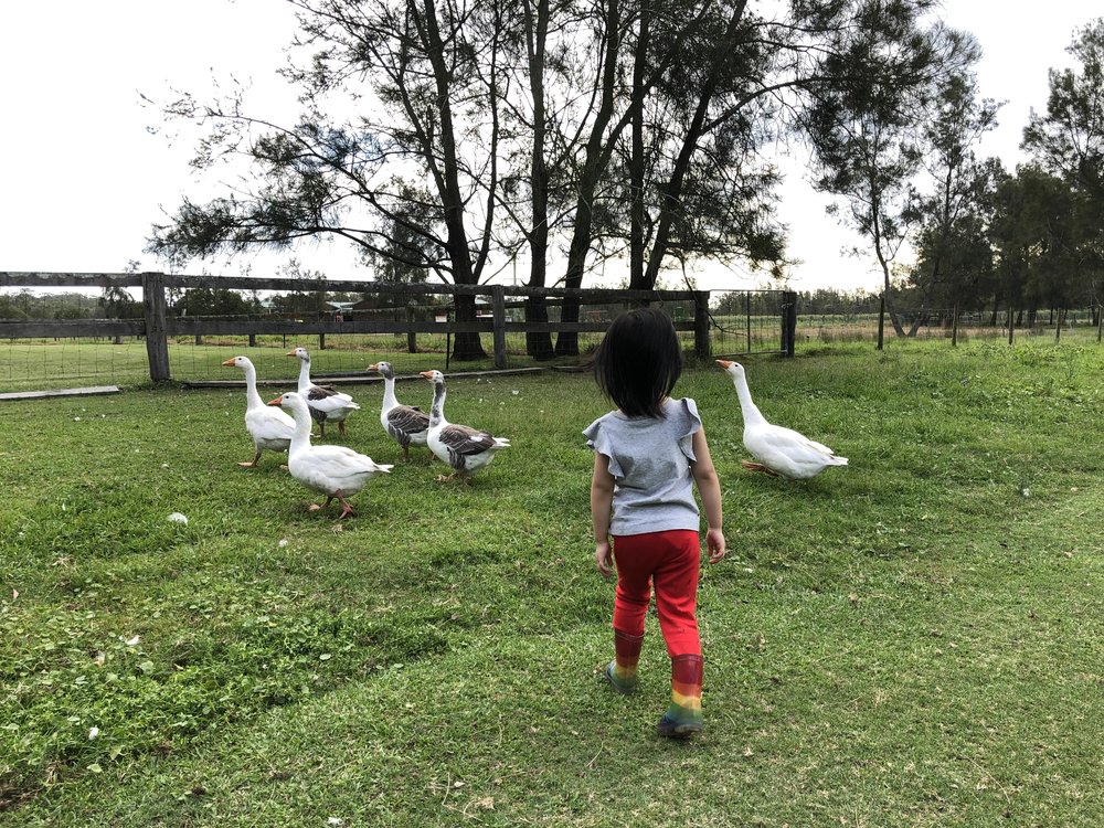 little girl in the farm walking with geese