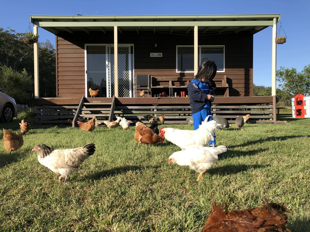 little girl with free range chickens