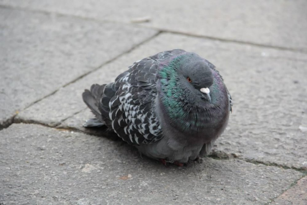 chunky pigeon in the streets of venice