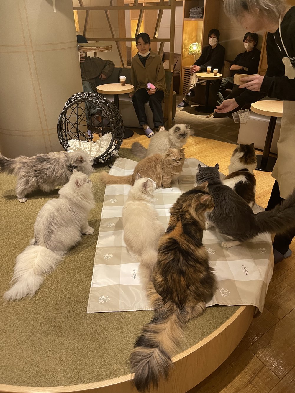 cats in a cat cafe in japan