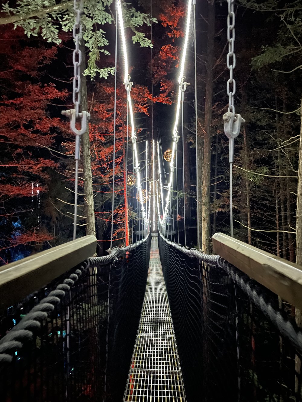 Redwoods Treewalk & Nightlights